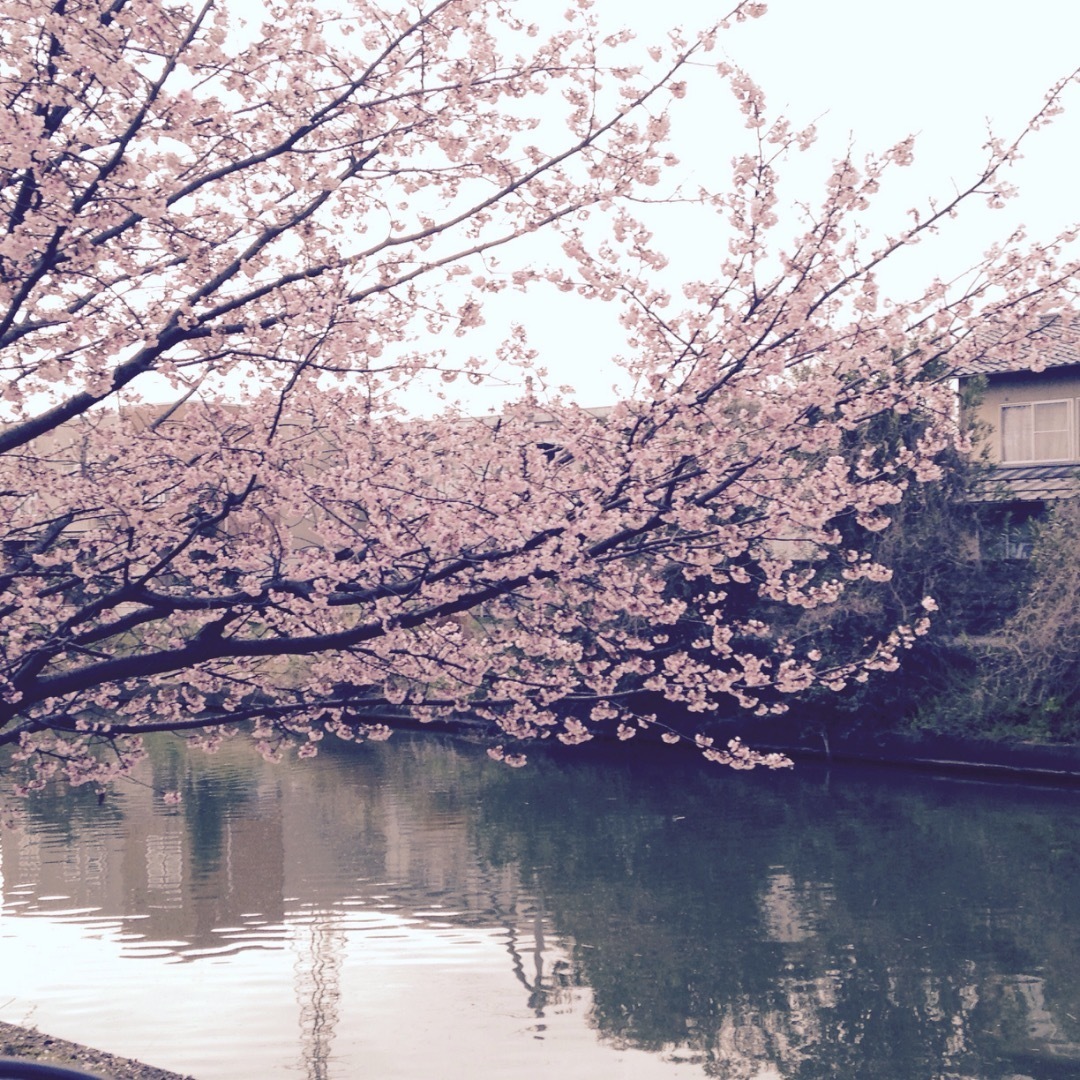 仏壇に供える花は造花はダメなの 仏壇のヤスヰ 松江店 スタッフ日記